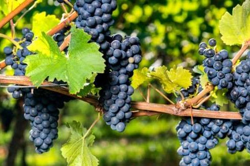 Weinrebe mit blauen Weintrauben